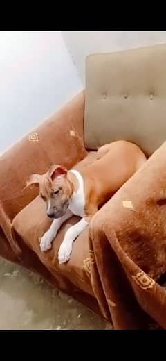 American pitbull