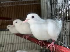 DOVES MALE AND FEMALE