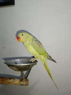 raw pathaa  for sale 4,5 month age