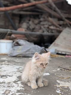 persian Cat  for sale