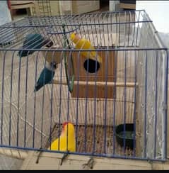 1 par lotino 1 pair blue parsnata