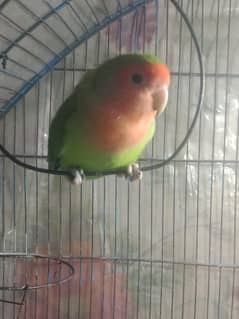 Rosicolli Adult Male