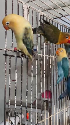 Love Birds All color love birds