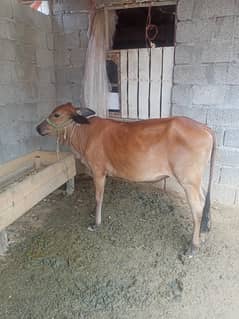 sahiwal wachi for sale location gujar khan