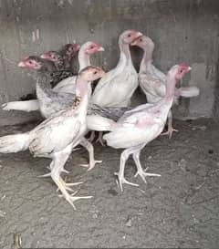 Ring bird shamo phathy + chicks