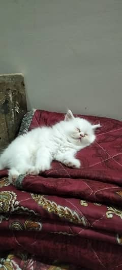 Add happiness and prosperity to ur stressful depressed life