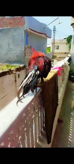 High Quality murgh for sale