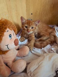Mixed Persian kittens for Sale. .
