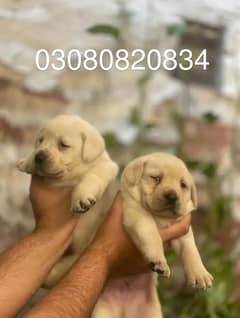 Labrador
