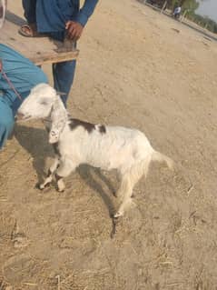 bakri