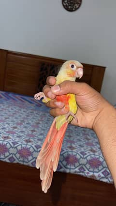 Conure parrot handtame