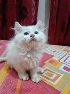 Persian Brittish Kittens