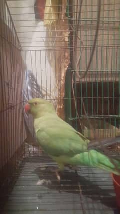 active bird hae fly nl tyl ok urjnt sale karna hae.