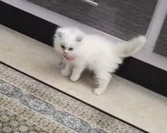 Persian cat for sell