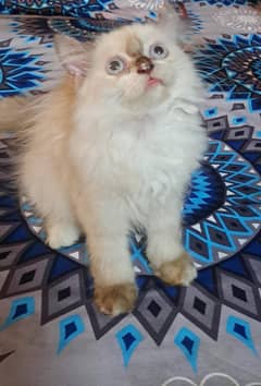 Kitten