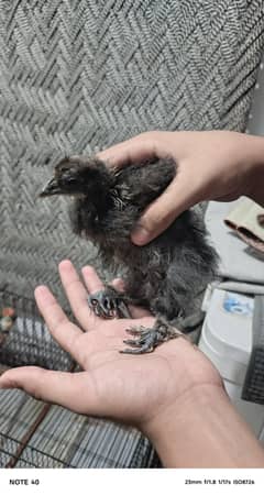 silkie chicks