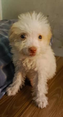 Dogs Puppy