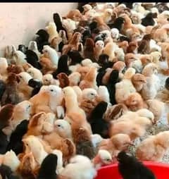 Punjab breed Golden Misri chicks available: 0302-2709261.