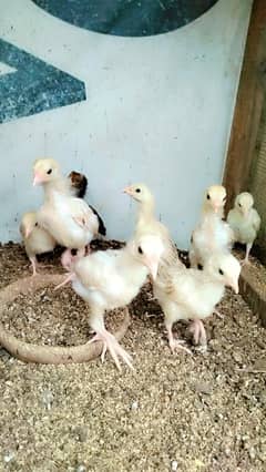 Aseel pholiya chiks