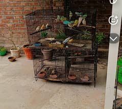 Australian parrot with cage
