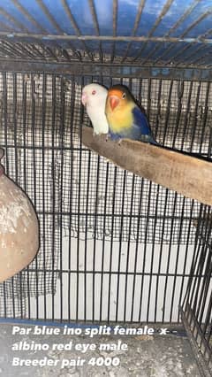 Lovebirds