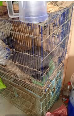 birds folding cage |  parrot pinjra