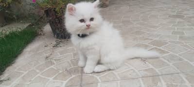 Persian kittens age 2 months 2 kittens