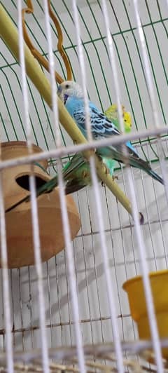 budgie pair ha 1 ber bacha dia ha
