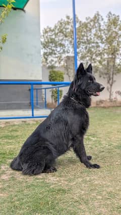 king Size Black Shafad Female
