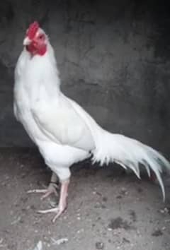 Heera breeder male for sale