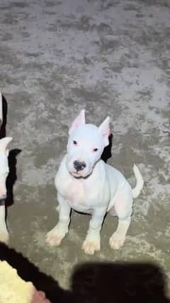 TOP QUALITY DOGO ARGINTINO  PUPPIES AVAILABLE FOR SALE