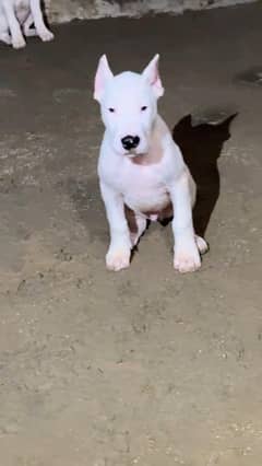 TOP QUALITY DOGO ARGINTINO  PUPPIES AVAILABLE FOR SALE