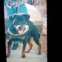 rottweiler