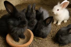 Angora rabbit