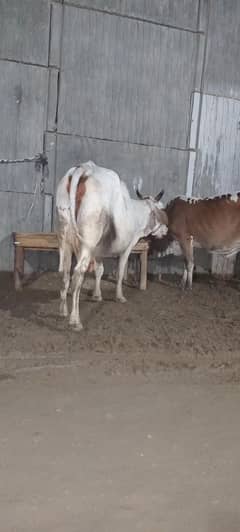 dumba for sale