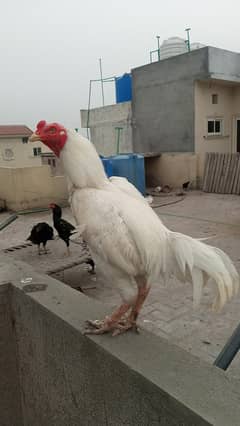 Heera