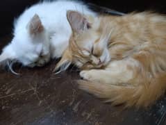 Persian pair