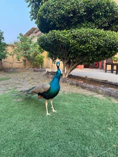Beautiful Healthy Peacock for Sale – Vibrant Colors & Majestic Look