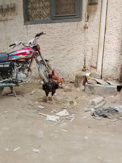 lakha murga