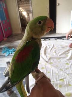 pahari parot