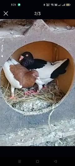 all pigeons for sale contact 03170453088