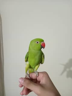 male hai confirm  talking handtamed parrot