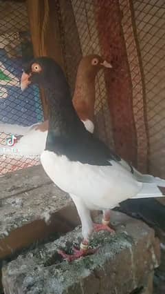 contact 03170453088