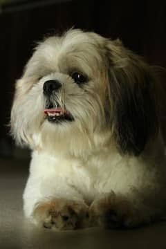 shih Tzu female 1 year very healthy