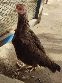 murgi for sell