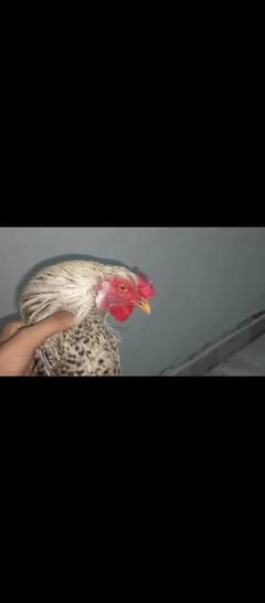Aseel pair for sale