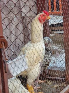 indian parrot beak cross male for sale  03495536584