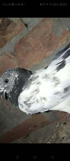 sayalkoti choha breed for sale 15 par pec nasal dar nasal bachay hy 12