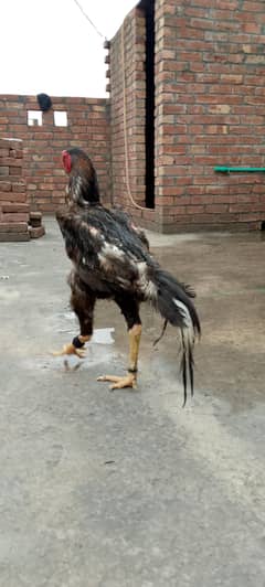 Japanese Shamo