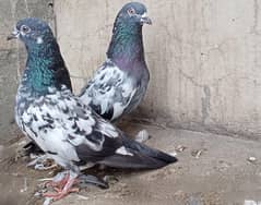 High Flyer Pigeon